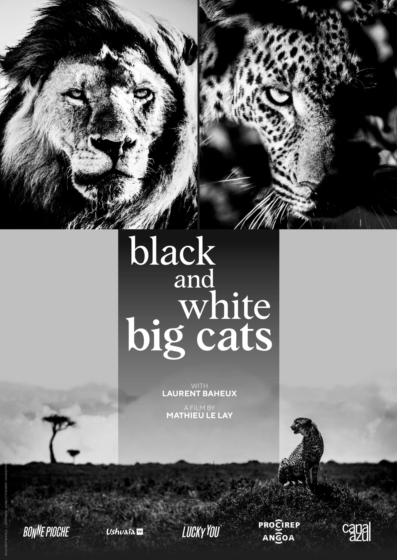 Black and White Big Cats